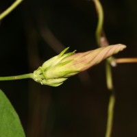 Ipomoea indica (Burm.) Merr.